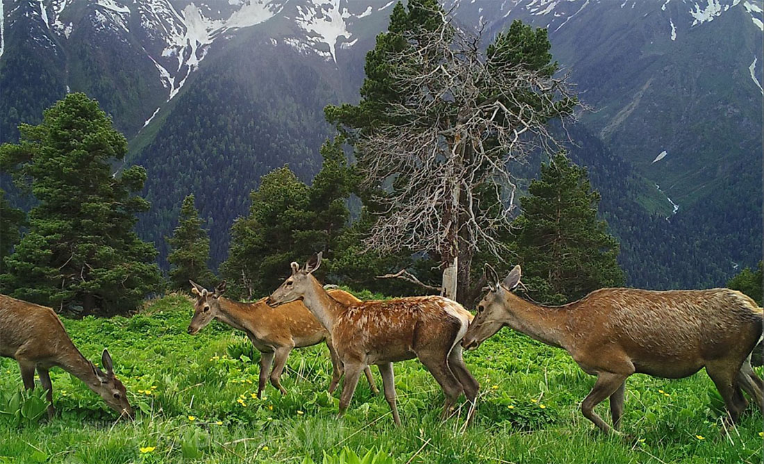 Животный мир Кавказа
